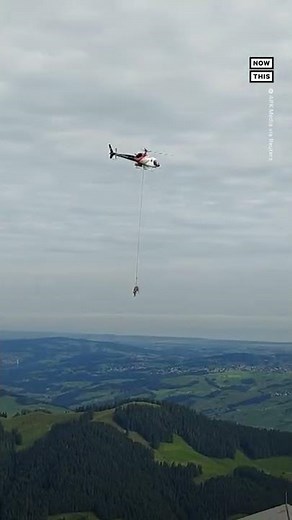 'Flying' Cow Gets Airlifted for Medical Treatment
