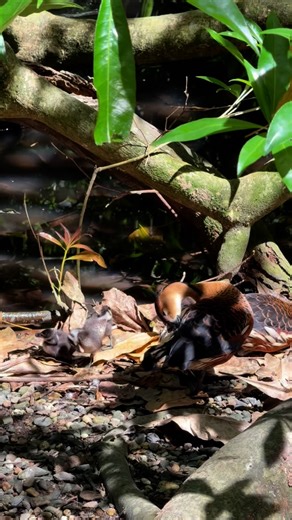 15 reactions | Meet the new generation of Wandering Whistling-Ducks! With some gentle guidance, these ducklings navigate the wetlands like pros. 閭癩 The wandering whistling duck draws its name from its loud whistling call and the noise its wings make during flight. So the next time you visit, keep your eyes - and ears - peeled! #wildlifehabitat #wildlifehabitatportdouglas #portdouglas #australianwildlife #wanderingwhistlingduck | Wildlife Habitat Port Douglas | Facebook