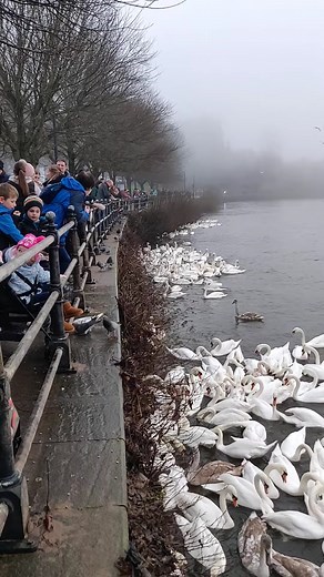 THE BIG CHRISTMAS SWAN FEED 2025 Feed the swans for free! Come join us for our big community swan feeds, kindly sponsored by Platform Housing. We'll be giving away free floating swan pellets at 2 pm on South Quay on: * Friday 26th December 2025 * Monday 29th December 2025 * Thursday 1st January 2026 Our Mayor, Cllr Dr Matt Lamb, will hand out pellets with us on 29th. | The Swan Food Project