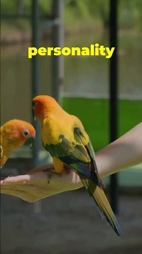 Meet the Yellow-naped Amazon Parrot #yellownapedamazon #talkingparrot #birdfacts #amazonparrot