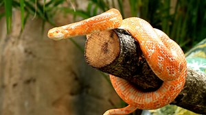 Mais de 8 vídeos grátis em HD e 4K de Vibora e Cobra - Pixabay