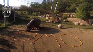 23K views · 597 reactions | The Cheyenne Mountain Zoo baby hippo has a name!!! Watch the video to find out what -- and for some gratuitous cute hippo footage because who doesn't want that! 殺 https://www.kktv.com/2021/09/13/cheyenne-mountain-zoos-baby-hippo-name-reveal/ | KKTV 11 News | Facebook