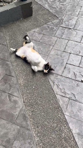 Just another day of being the Boss of Eastwood City 🐱💤 #shorts #cats