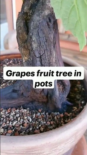growing grapes vine in containers #grape #grapesvine#organic gardening