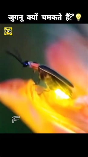 why do fireflies glow 💡 #viral #shorts