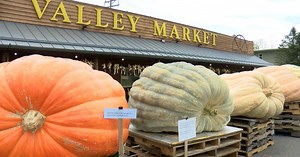 Giant pumpkins return to Coon Valley