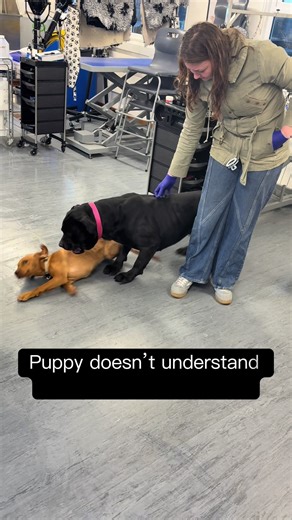 Understanding Canine Body Language for Puppy Training