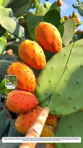 Cactus Fruit Pole: How Smart Tools Harvest Ripe Prickly Pears Safely