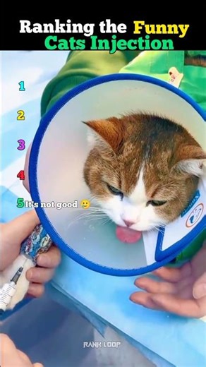 Ranking the Funny Cats Injection Moments