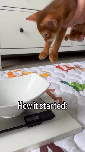 Abyssinian: All 4 colours 🧡🤎💛🩵 Really special to see them all together 🙂 #abyssinian #abyssiniancat #abyssiniansofinstagram #aby #abycattery #abykitten #abycat #abycats #kitten #kittensofig #kitty #kitten #abykitten #cats #pedigreecat #showcat #squad #squadgoals #petstagram | Abyssinian Lovers