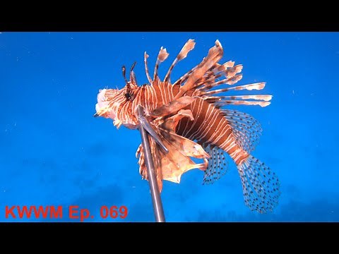 Venomous But Delicious! - Lion Fish - Spear Clean Cook