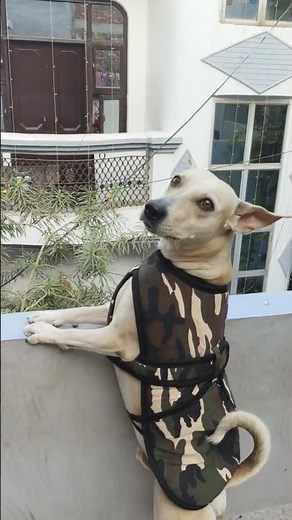 #Teri Mitti main mil Java 🐕chiku