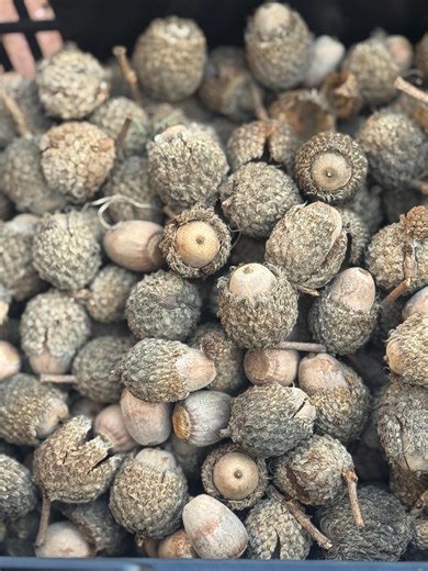 Bur Oak Acorns, Harvested in Tennessee, Set of 20, Harvest of 2025 - Etsy