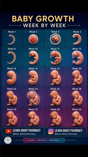 Baby Growth Week by Week 🤰 | Fetal Development Timeline #fetaldevelopment #pregnancy