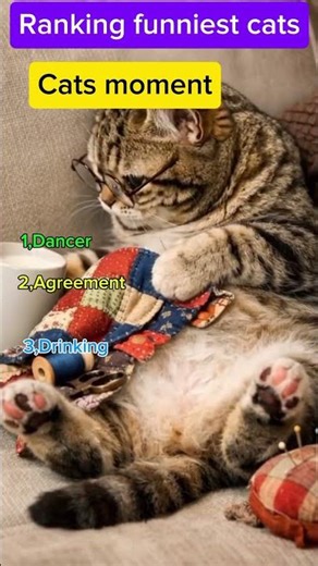 The funniest cat moment