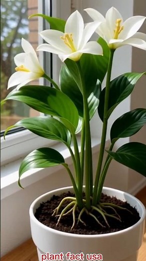Peace Lily Growth Time-Lapse 🌿 | From Small Plant to Beautiful White Blooms #flowerspotting