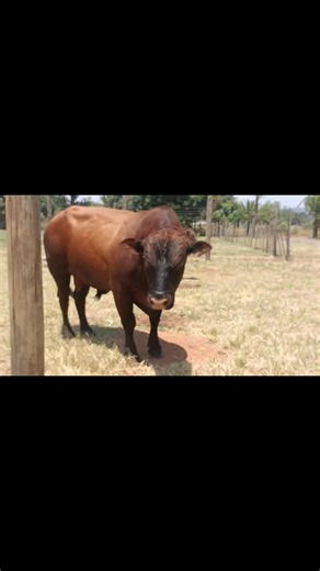 Beautiful Bovelder bull Young registered bull Ready to work R38500 Pretoria rooiwal Delivery available Open for viewing For any further information contact me on 0615047568 0605508538 | VKR boerdery/farming cattle