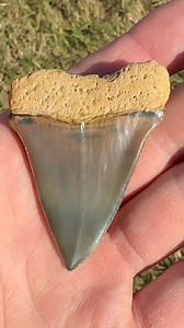 58K views · 1.2K reactions | Beautiful colors on this Great White Shark’s ancestor tooth, called a Hastalis aka Mako. Found by Zach Sheppard at Palmetto Fossil Excursions .#SHRKco #sharktoothjewelry #handmadenecklace #shark #sharktooth #sharks #sharkteeth #ancient #prehistoric #southcarolina #digging #fossil | SHRKco | Facebook