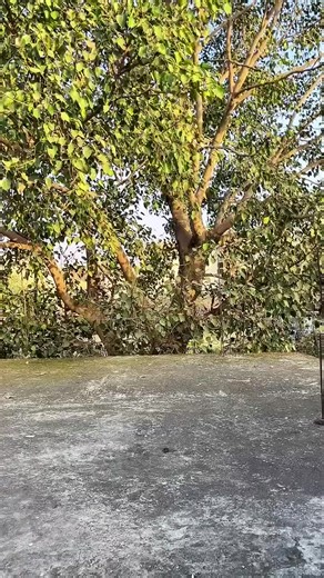 Cartoon Network Animated Series Overview and Highlights