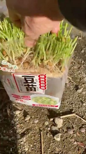 Planting cut pea seedlings in a planter #regeneration #homegarden #gardening #peaseedlings #culti...