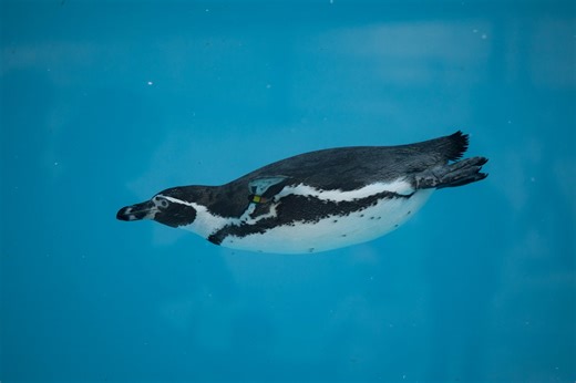 Scientists fitted cameras to penguins and followed them underwater — the footage is astonishing