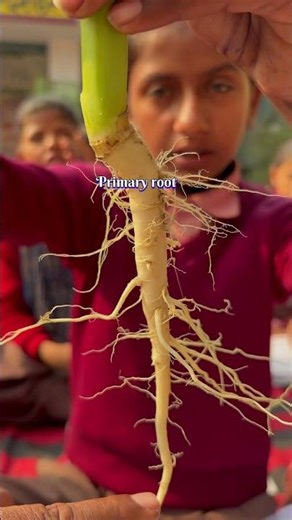 👨‍🏫Types of root : Tap root vs fibrous root and examples