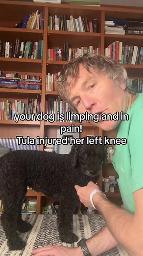 Dog in pain? Never use these 2 human OTC medications! Use this awesome natural topical instead - Dr Jones' Free Book... http://www.veterinarysecrets.com | Dr. Andrew Jones - Veterinary Secrets