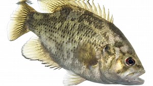 Rock Bass