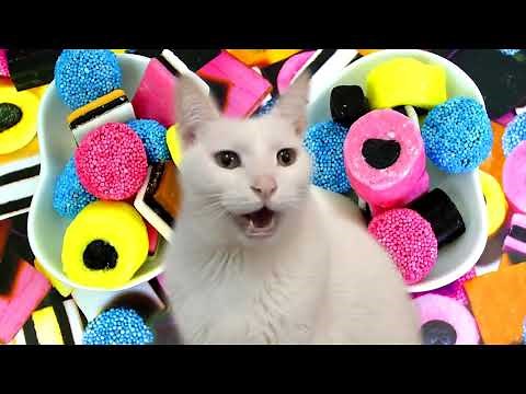 The Gummy Bear Song - Cats Version - I'm a Gummy Bear - Cats Parody