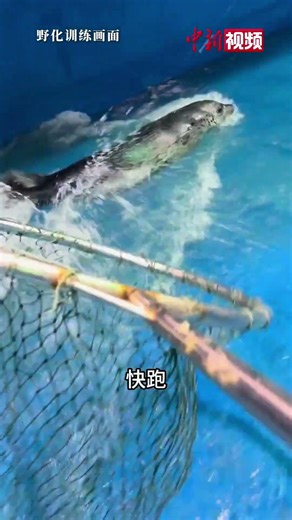 万物有灵！海洋馆的斑海豹将放归饲养员哽咽告别 它也哭了