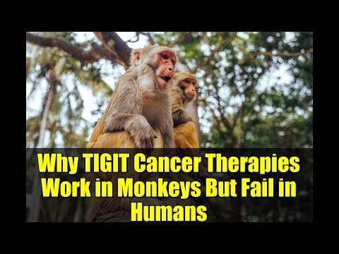 Why TIGIT Cancer Therapies Work in Monkeys But Fail in Humans