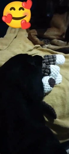 aí meu coração não aguenta isso 🥰🥰 #pets #petsfofinhos