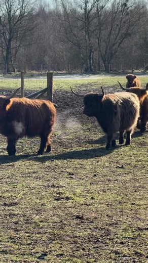 Skye is Ready to Pop! It’s a busy time for births here! Alongside the donkeys, we have two Highland Cows due imminently. We’ve brought them in for some extra TLC and monitoring, but looking at Skye, she’s certainly not planning on making us wait long! We are absolutely buzzing to see two more fluffy Highland calves roaming about. #HighlandCattle #ScottishFarming #highlandcalves #CalvingSeason #FarmLifeUK