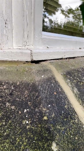 Apex Pest Control | Professional Wasp Nest Treatment #yorkshire #apexpestcontrol #waspremoval #wasp