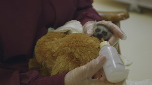 Come See How Zookeepers Treat an Underweight Baby Ring Tailed Lemur