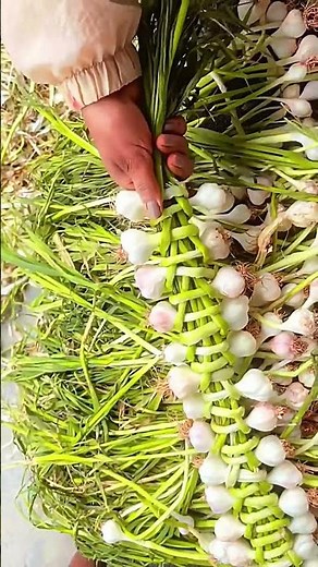 Creative weaving method of small garlic! Handicraft art that turns waste into treasure