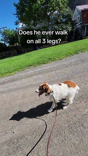 Looks like our little Dexter here is taking his three-legged strolling to a whole new level 🤭 He just keeps on showing us he's unstoppable, 'cause even if he accidentally falls over, that pup is right back up again in no time! 🐶 #dogsofinstagram #ouraydexter #runningdog #standing #funnydogvideo #runningdogs