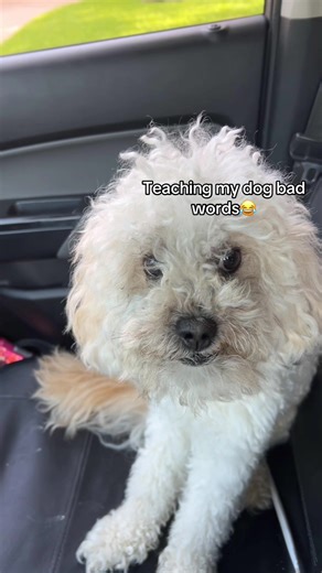 1. If this dog could speak English, it'd definitely pester its owner yelling