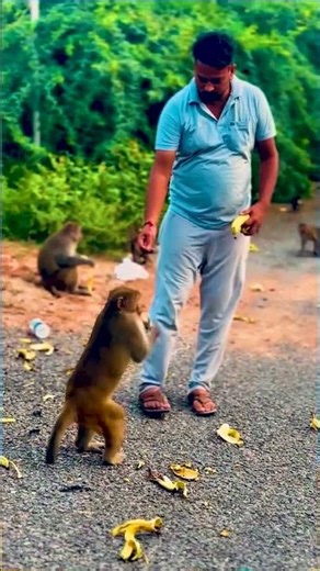 Bajrangbali #sewa #monkey #sewabhaktisagar #hanumanji #viralvideo #funny#hanumanchalisa #cute#viral