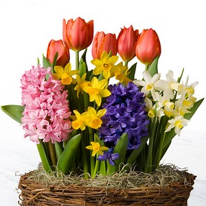 Our Easter collection is filled with lilies, tulips and daffodils - the perfect gift to start the Spring season. Shop now! | FTD Flowers
