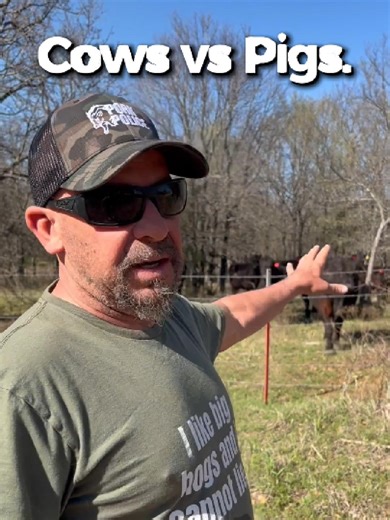 Texas hog hunting on working cattle ranches isn’t always simple. When cattle share the same pasture as feral hogs, hunters have to protect bait sites, watch livestock movement, and maintain safe shooting lanes while managing hog damage. #texashoghunting #feralhogcontrol #wildhogs #hogbait Guided Texas hog hunts available. 📞 972-657-0278