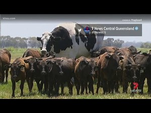 Totally Texas: Giant Australian cow goes viral