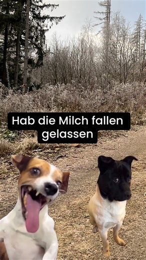 flachwitze_extreme (@flachwitze_extreme)’s videos with original sound - flachwitze_extreme