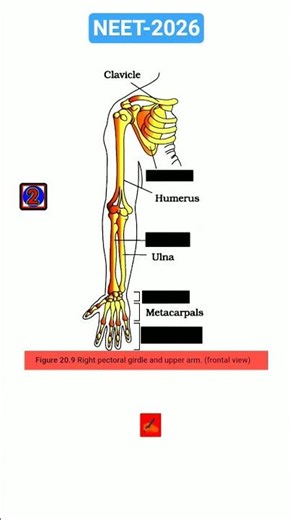neet locomotion and movement questions practice