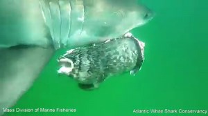 Incredible underwater GoPro footage from today's white shark research trip, captured by Dr. Greg Skomal of the Massachusetts Division of Marine Fisheries (MA DMF) working with the Atlantic White Shark Conservancy (AWSC). This ~11 ft female was seen 300 yards off Monomoy National Wildlife Refuge eating a grey seal. John Chisholm of the MA DMF has identified the shark as a new female (WS 16-02) now part of the Division's population study. The research team is just beginning the third year of this 