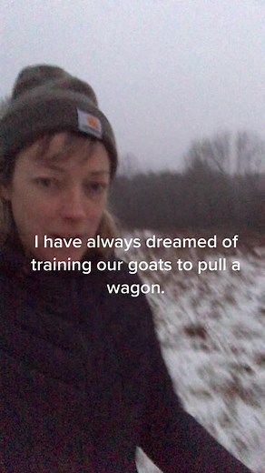 Goat Training Techniques for Harness and Cart Pulling