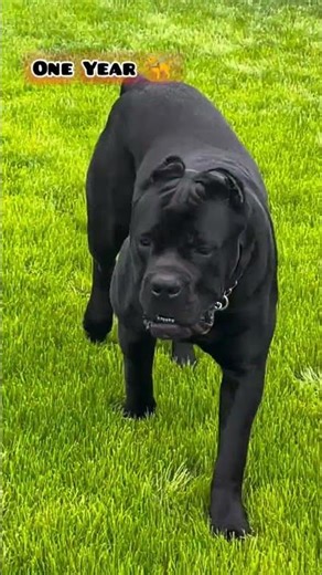 20 Days to One Year Cane Corso transformation #feed #canecorso #dog #canecorsopuppies #cute #love
