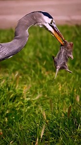 47K views · 638 reactions | Grey heron Birds Catch a mouse to eat | Review Birds News | Facebook