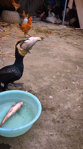 921K views · 6.5K reactions | Great cormorant Birds Catch big fish to eat | Review Birds News | Facebook