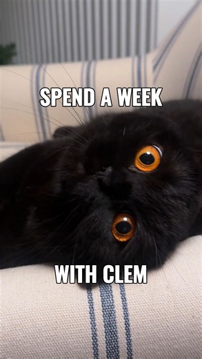 Clementine | The Halloween Cat on Instagram: "Felt very left out watching everyone do vlogmas this year so I’ve taken matters into my own paws. Welcome to my weekly vlog. Let me know if you want more of these. #catvlog #weeklyvlog #catlife"